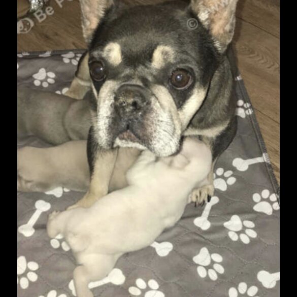 French Bulldog - Both