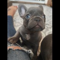 French Bulldog - Both