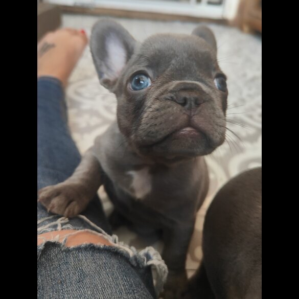 French Bulldog - Both