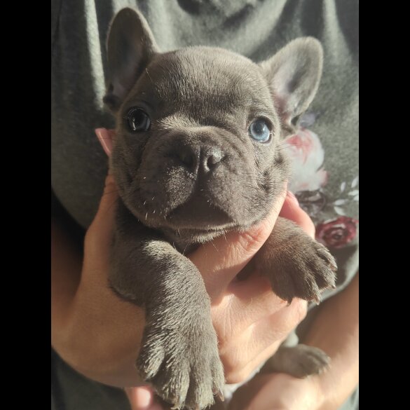 French Bulldog - Both