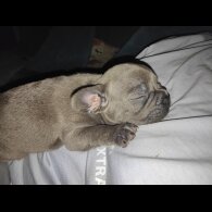 French Bulldog - Both