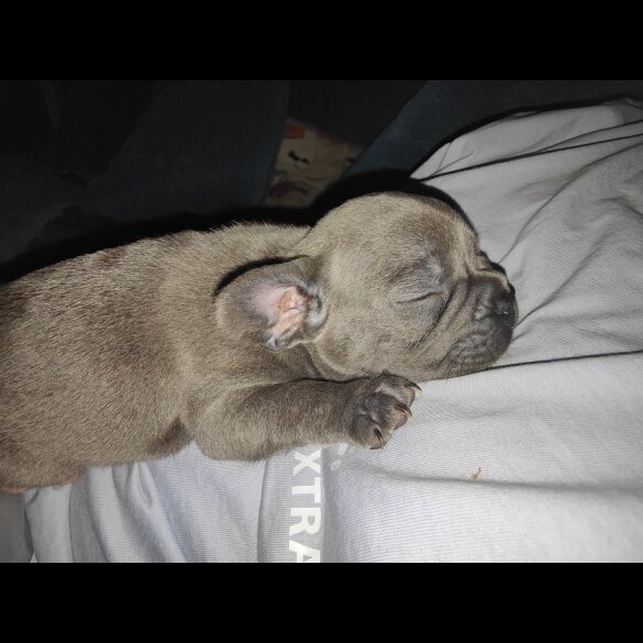 French Bulldog - Both