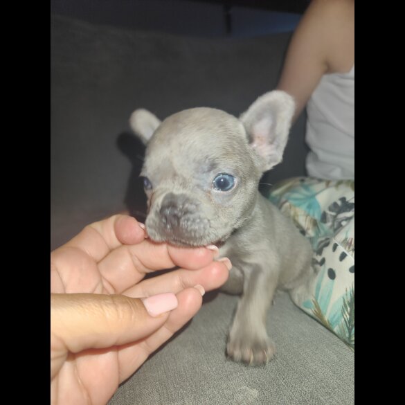 French Bulldog - Both