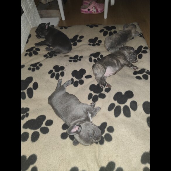 French Bulldog - Both