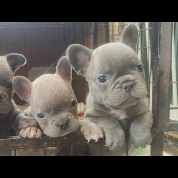 French Bulldog - Both