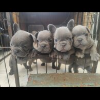 French Bulldog - Both