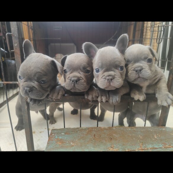 French Bulldog - Both