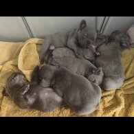 French Bulldog - Both