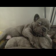 French Bulldog - Both