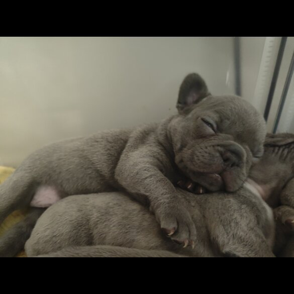 French Bulldog - Both
