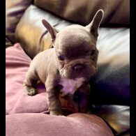 French Bulldog - Both