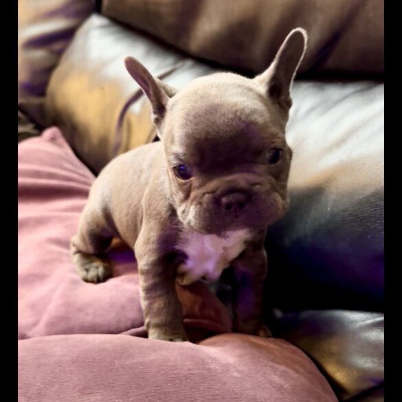 French Bulldog - Both