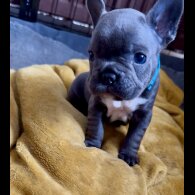 French Bulldog - Both