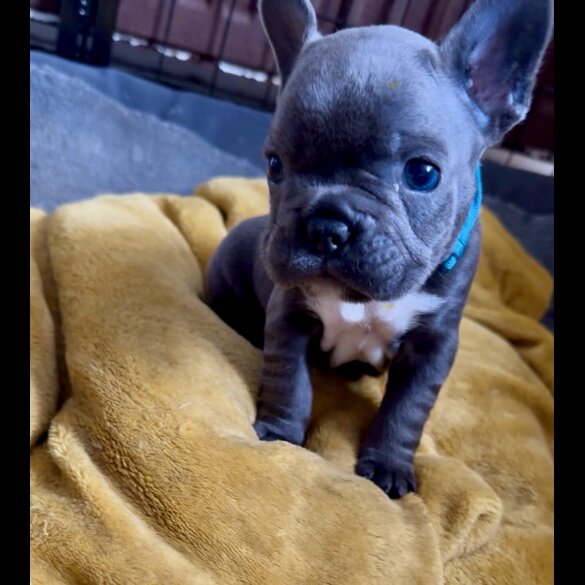 French Bulldog - Both