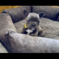 French Bulldog - Both