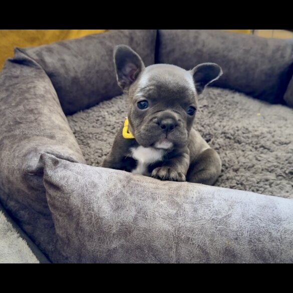 French Bulldog - Both