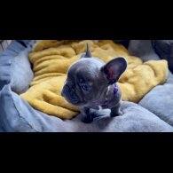 French Bulldog - Both