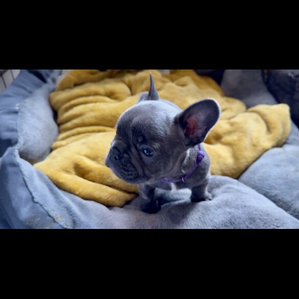 French Bulldog - Both