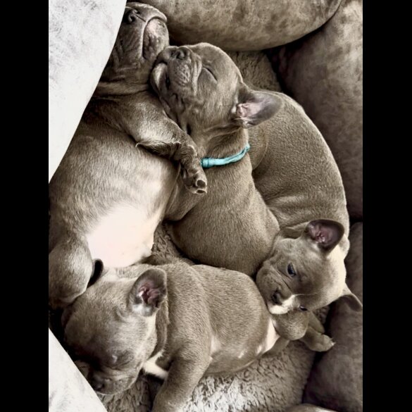 French Bulldog - Both