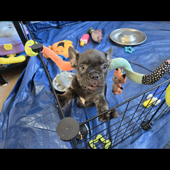 French Bulldog - Dogs
