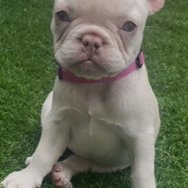French Bulldog - Both