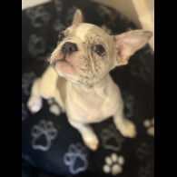 French Bulldog - Bitches
