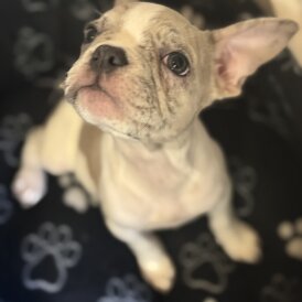 French Bulldog - Bitches