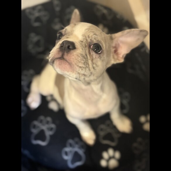 French Bulldog - Bitches