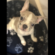 French Bulldog - Bitches