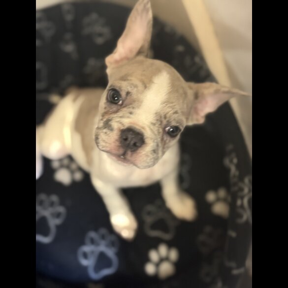 French Bulldog - Bitches