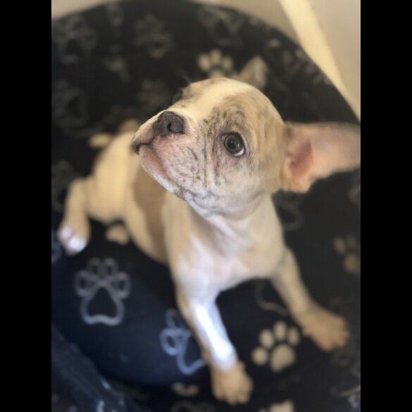 French Bulldog - Bitches