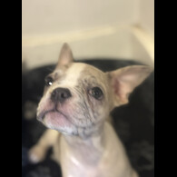 French Bulldog - Bitches