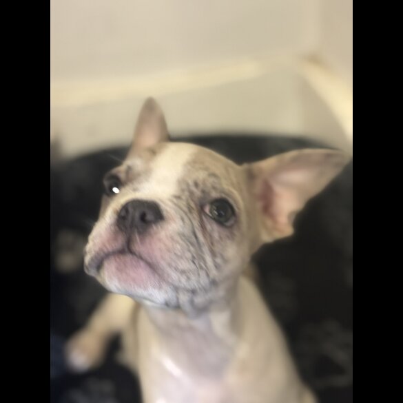French Bulldog - Bitches