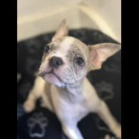 French Bulldog - Bitches