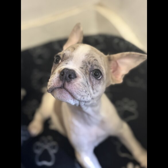 French Bulldog - Bitches