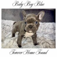 French Bulldog - Both