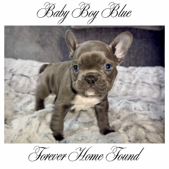 French Bulldog - Both