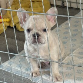 French Bulldog - Dogs