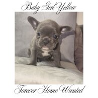 French Bulldog - Both