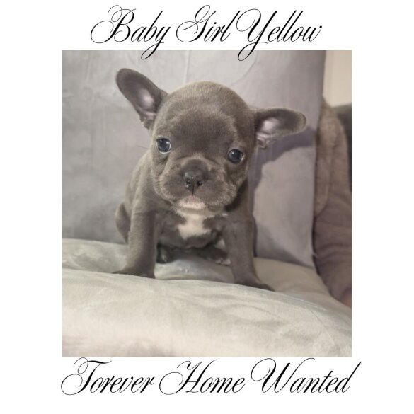 French Bulldog - Both