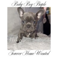 French Bulldog - Both