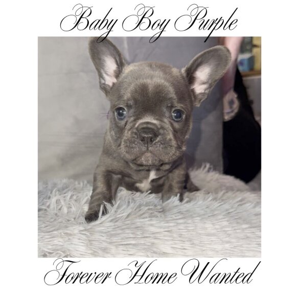 French Bulldog - Both