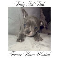 French Bulldog - Both