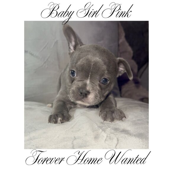 French Bulldog - Both