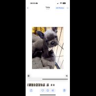 French Bulldog - Both