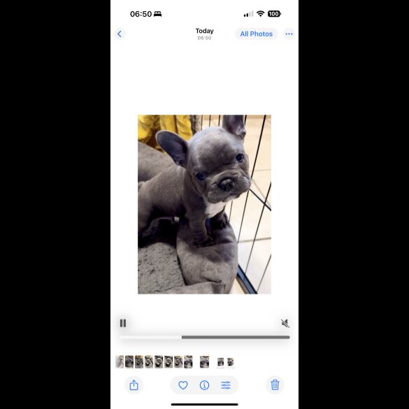 French Bulldog - Both