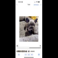 French Bulldog - Both