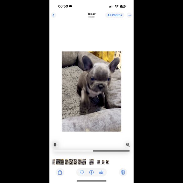 French Bulldog - Both