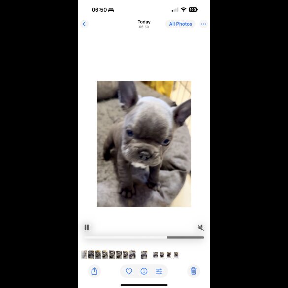 French Bulldog - Both