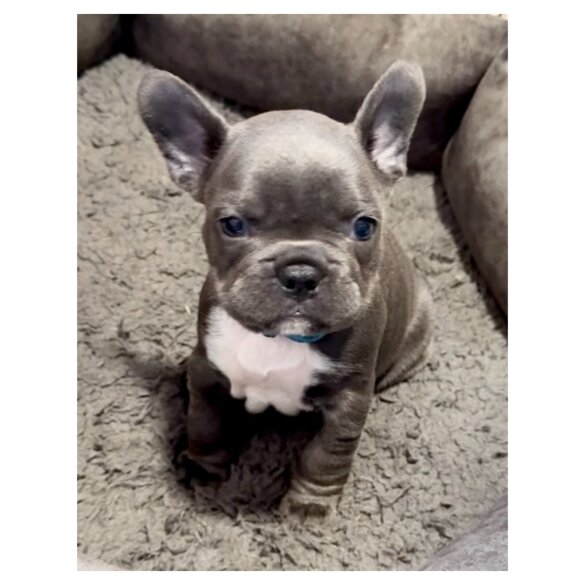 French Bulldog - Both